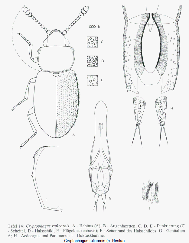 cryptophagus_ruficornis_hab.gif