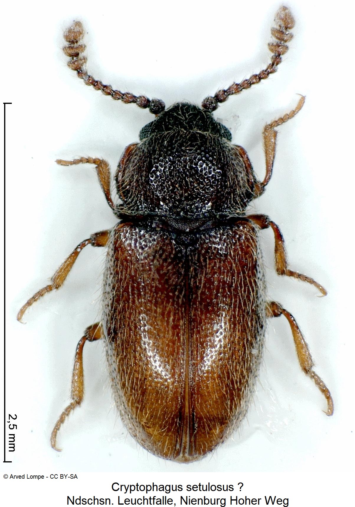 cryptophagus_setulosus_hab3.jpg