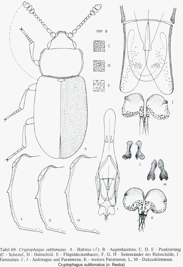 cryptophagus_subfumatus_hab.gif