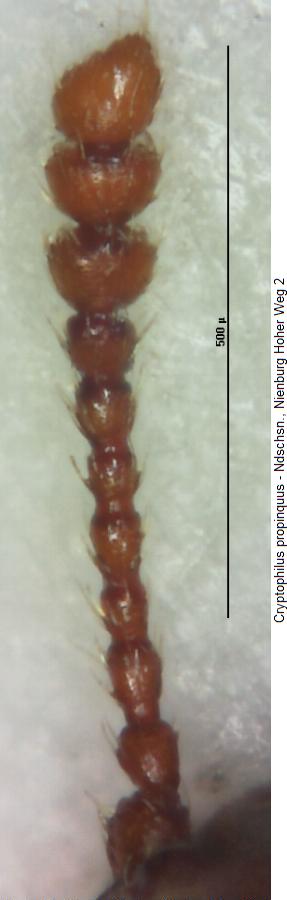cryptophilus_propinquus_f.jpg