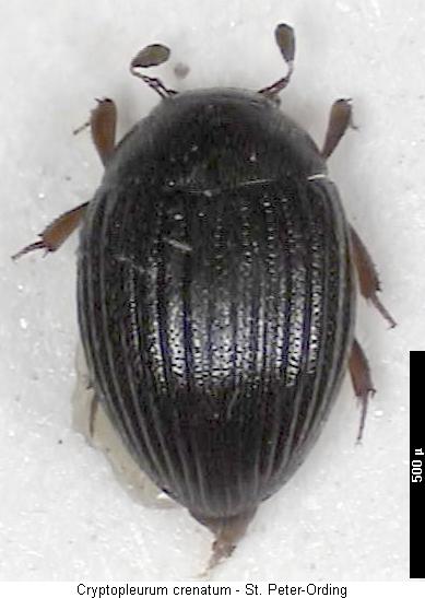 cryptopleurum_crenatum_hab.jpg