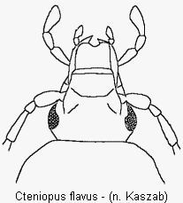 cteniopus_flavus_k.gif