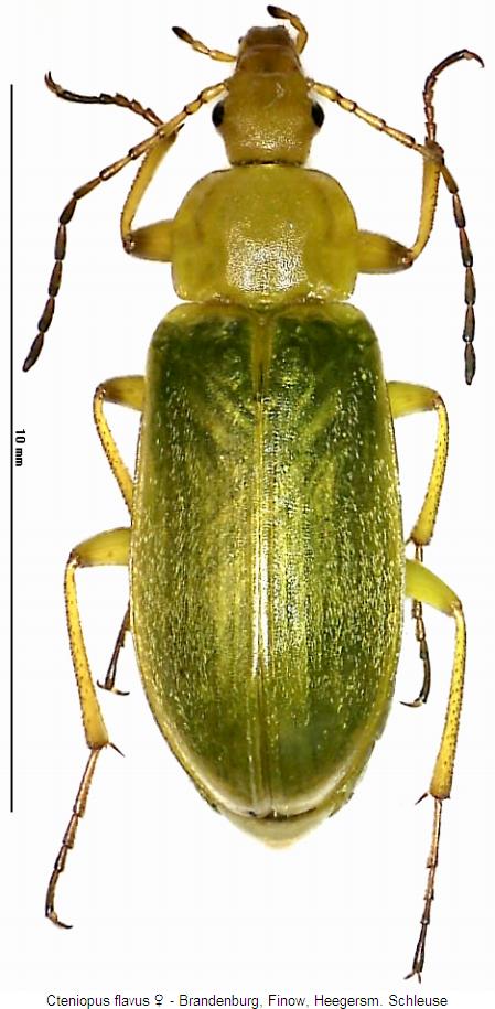 cteniopus_flavus_w_hab.jpg