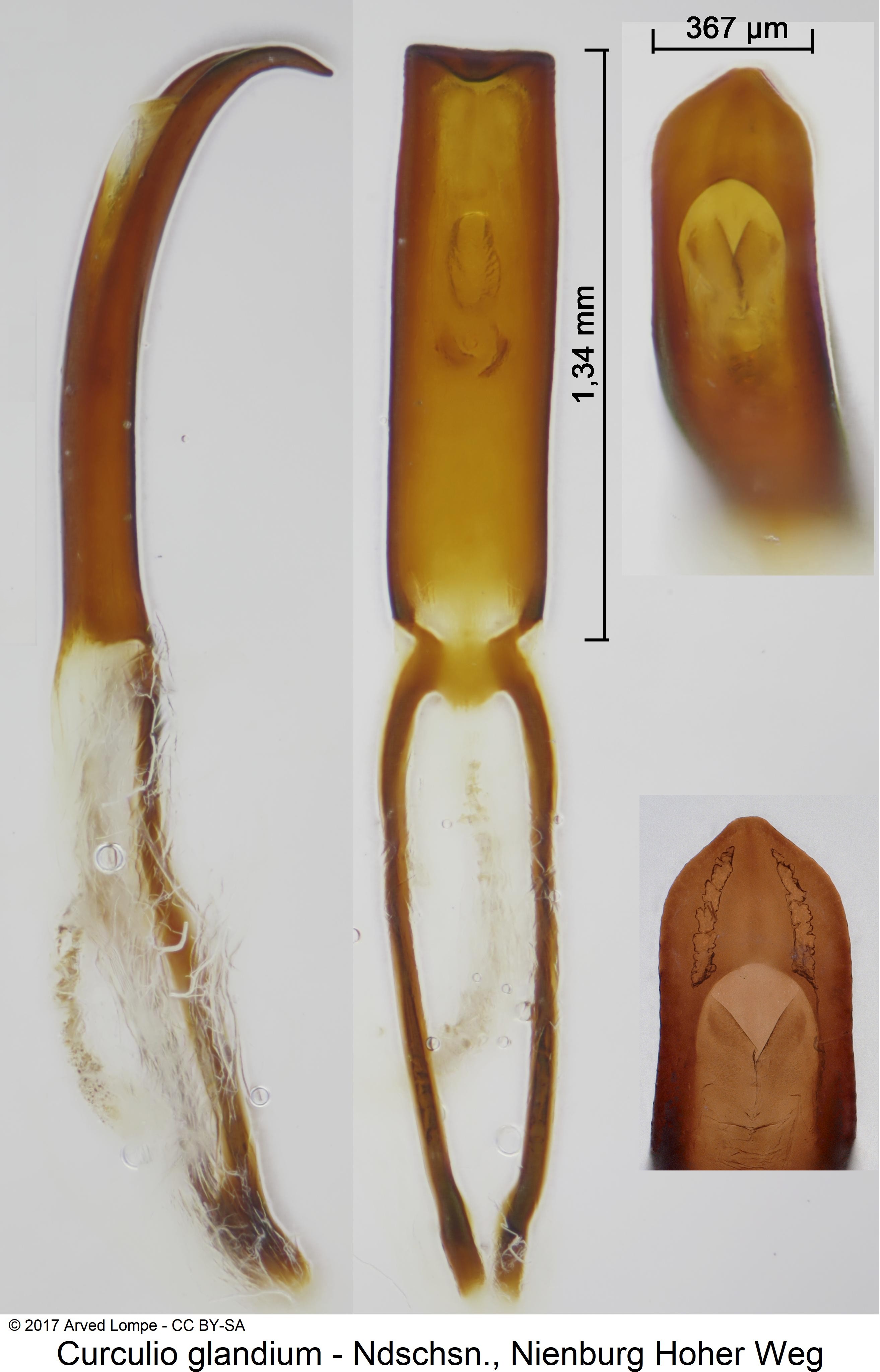 curculio_glandium.jpg