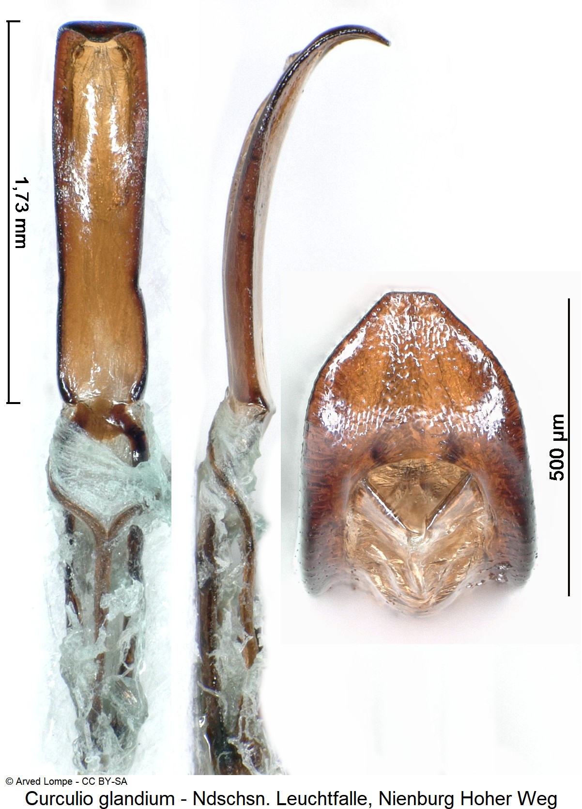 curculio_glandium_ck36657201.jpg