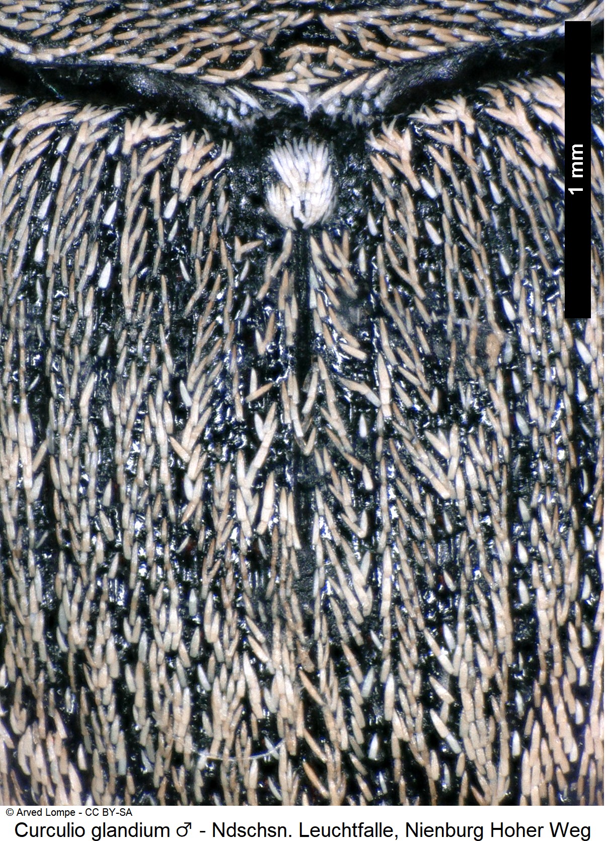 curculio_glandium_m_ck36657201_int.jpg