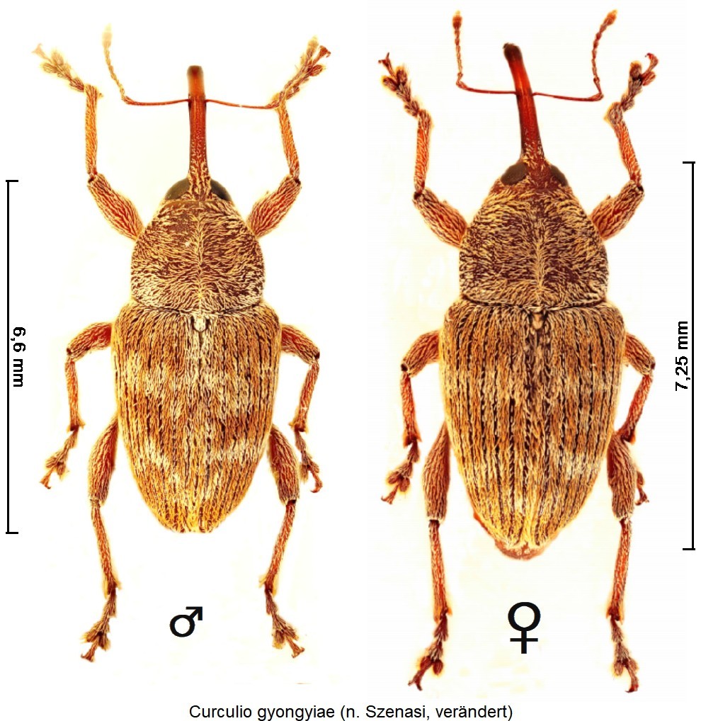 curculio_gyongyiae_hab.jpg
