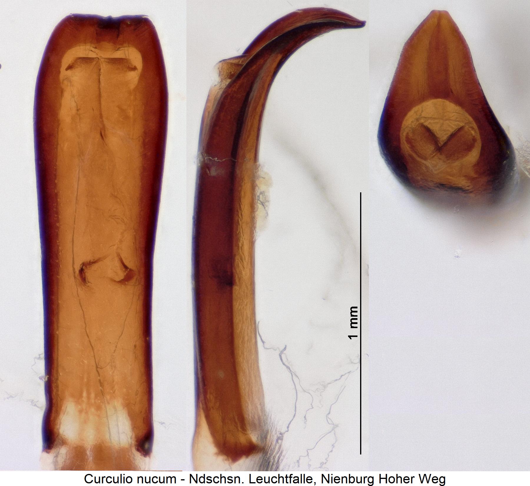 curculio_nucum.jpg