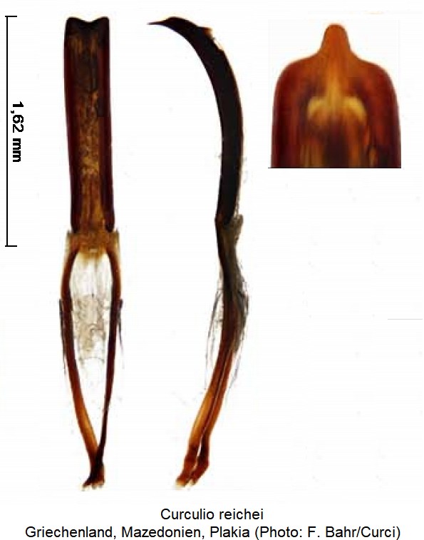 curculio_reichei.jpg
