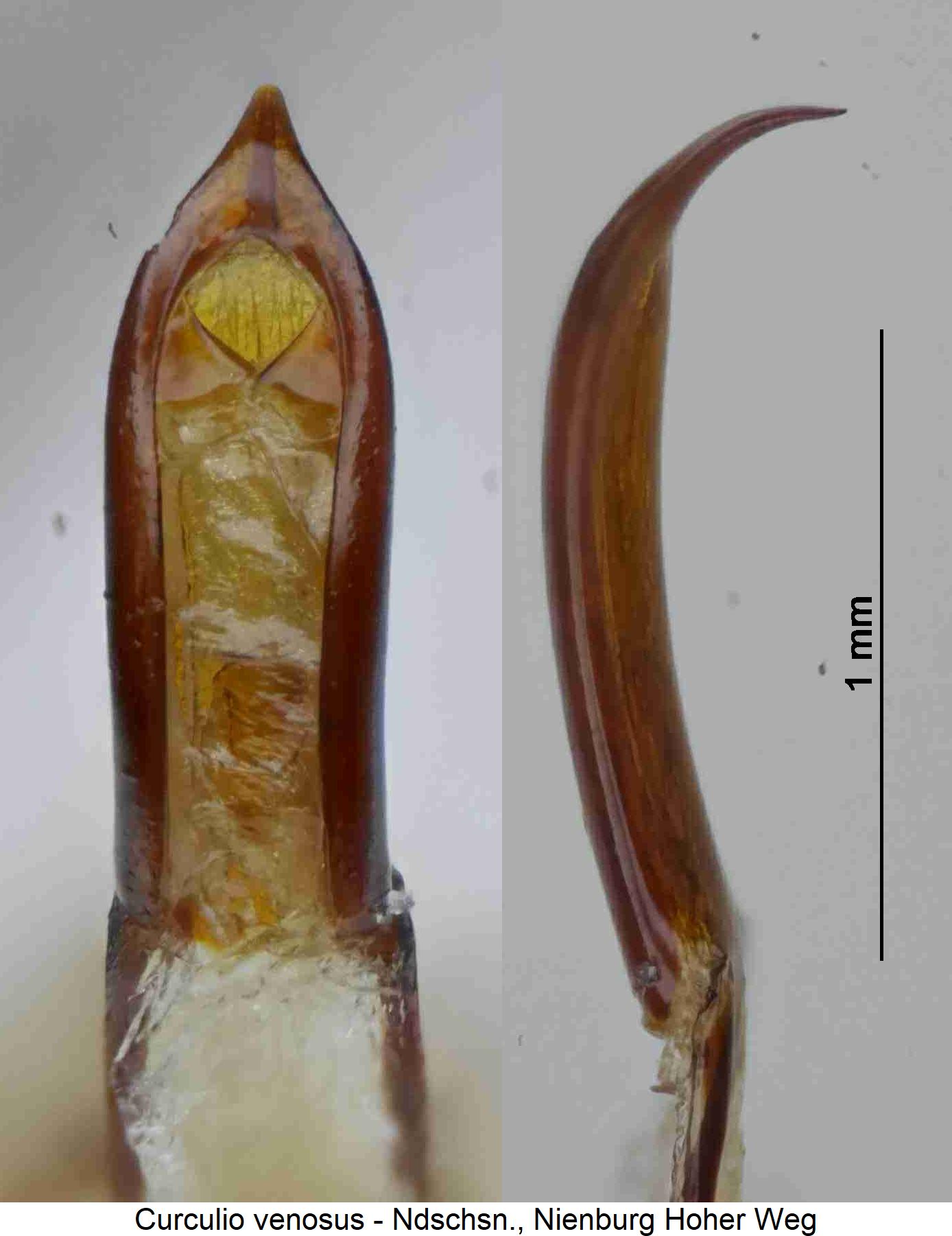 curculio_venosus.jpg