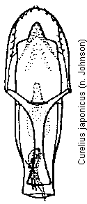 curelius_japonicus.gif