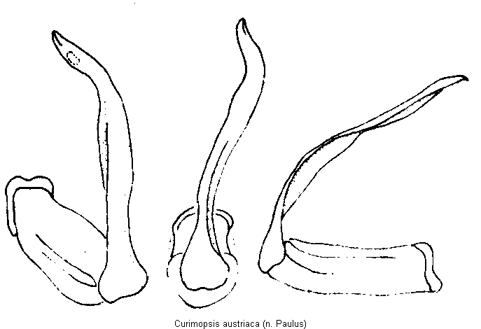 curimopsis_austriaca.gif