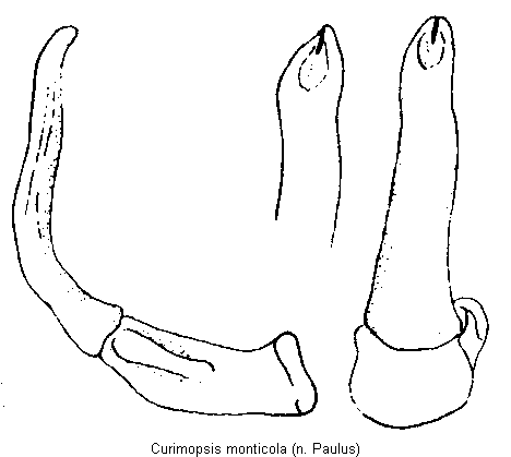 curimopsis_monticola.gif