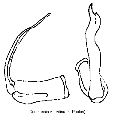 curimopsis_vicentina.gif