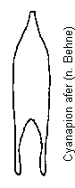 cyanapion_afer.gif