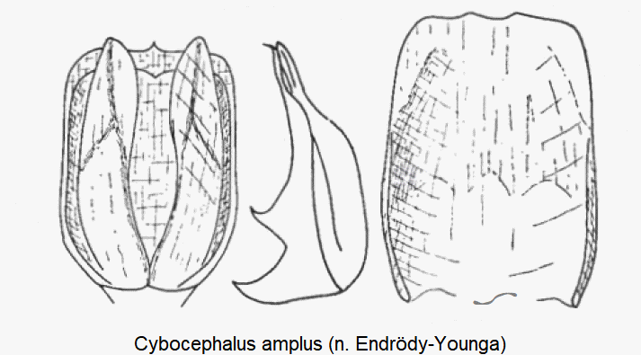 cybocephalus_amplus.gif