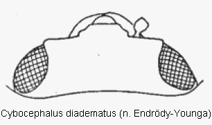 cybocephalus_diadematus_k.gif