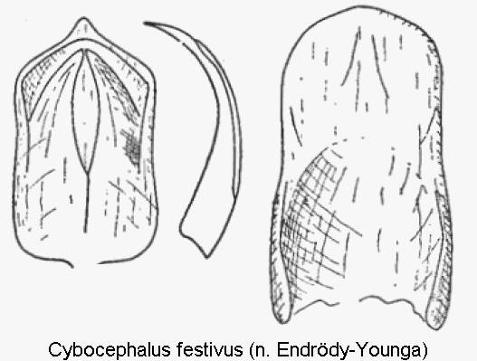 cybocephalus_festivus.gif