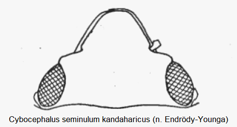 cybocephalus_kandaharicus_k.gif