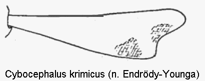 cybocephalus_krimicus_vschn.gif