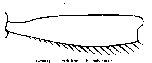 cybocephalus_metallicus_vschn.gif