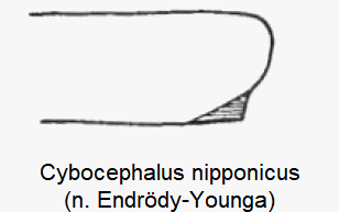cybocephalus_nipponicus_vschn.gif