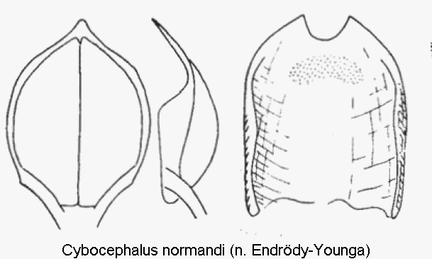 cybocephalus_normandi.gif