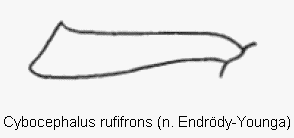 cybocephalus_rufifrons_hschn.gif