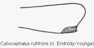 cybocephalus_rufifrons_vschn.gif
