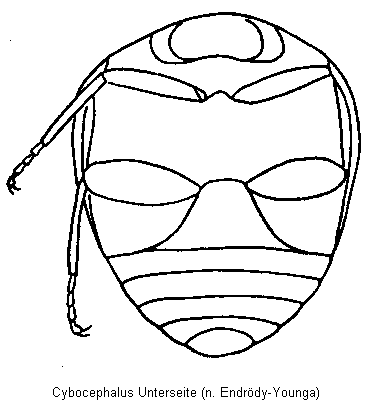 cybocephalus_unterseite.gif