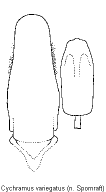 cychramus_variegatus.gif