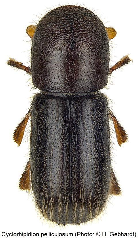 cyclorhipidion_pelliculosum_hab1.jpg