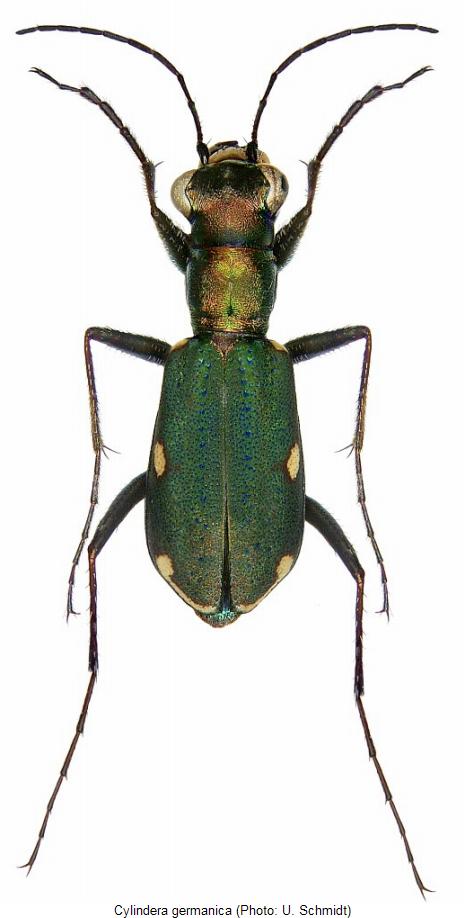 cylindera_germanica_hab2.jpg