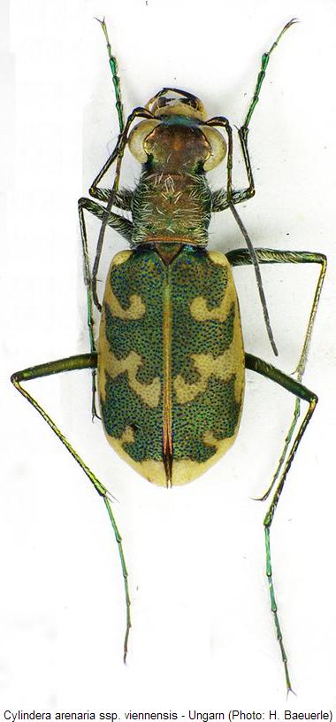 cylindera_viennensis_hab.jpg