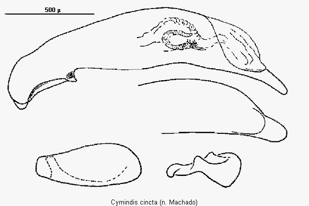 cymindis_cincta1.gif