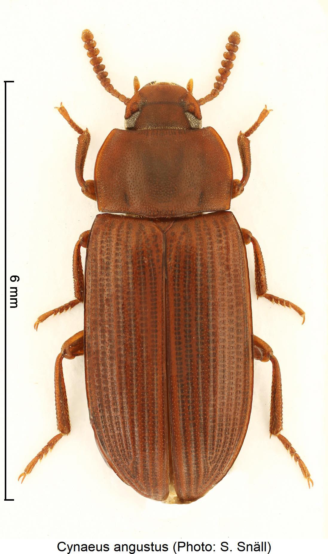 cynaeus_angustus_hab.jpg