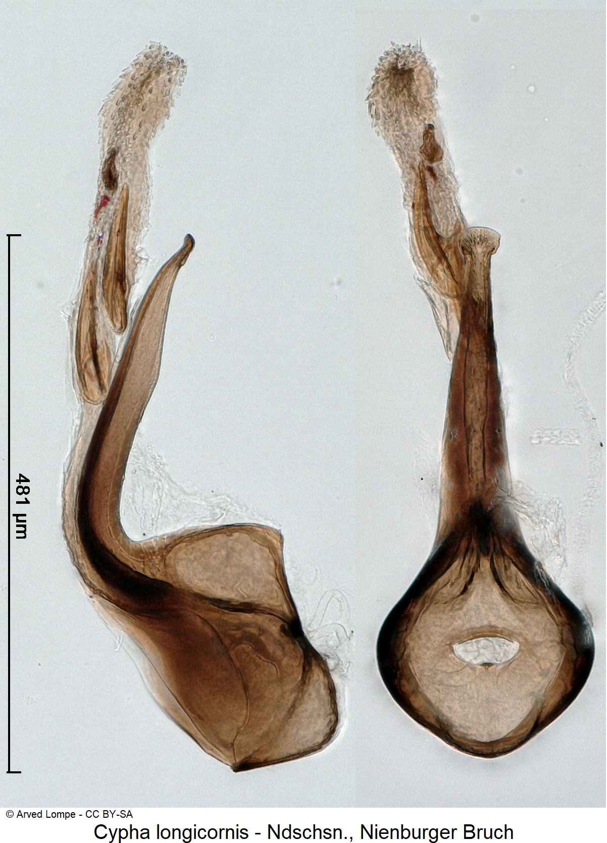 cypha_longicornis_ck35584810.jpg