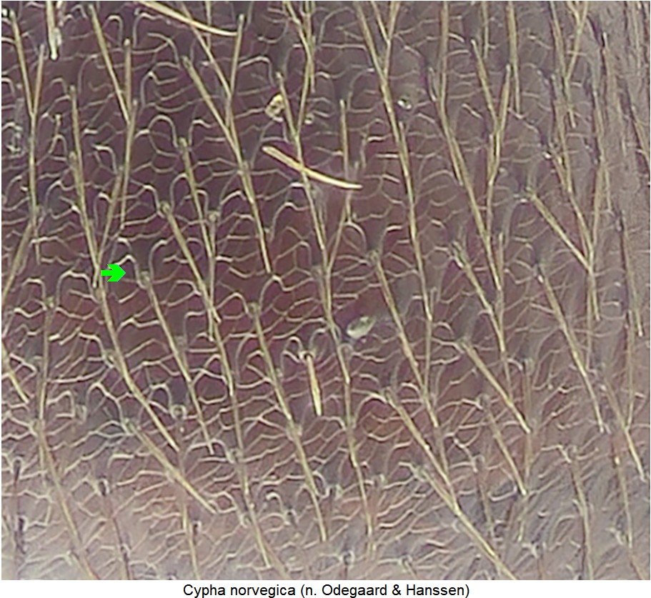 cypha_norvegica_fld_ms.jpg