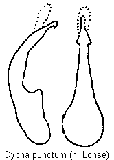 cypha_punctum.gif