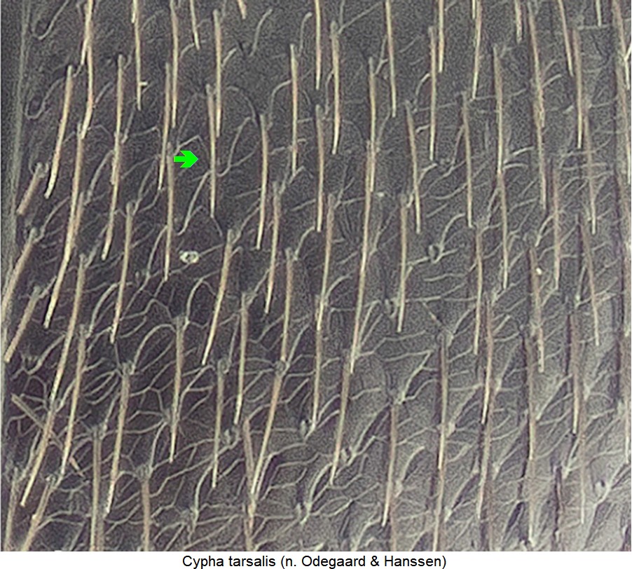 cypha_tarsalis_fld_ms.jpg