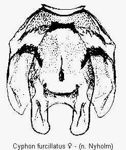 cyphon_furcillatus_sperm.gif