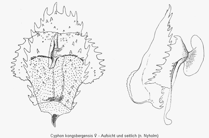cyphon_kongsbergensis_sperm.gif