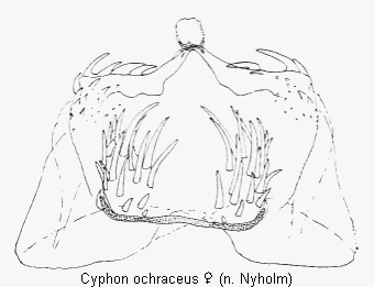 cyphon_ochraceus_sperm.gif