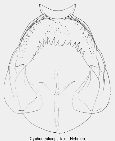 cyphon_ruficeps_sperm.gif