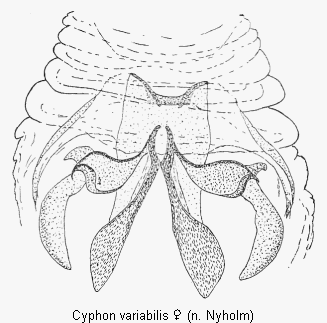 cyphon_variabilis_sperm.gif