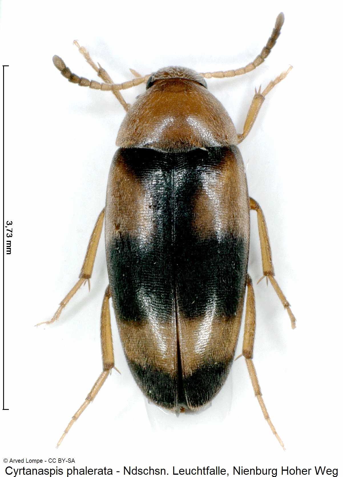 cyrtanaspis_phalerata_ck36059196_hab.jpg
