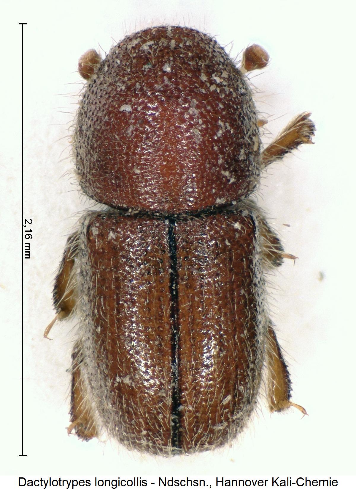 dactylotrypes_longicollis_hab1.jpg