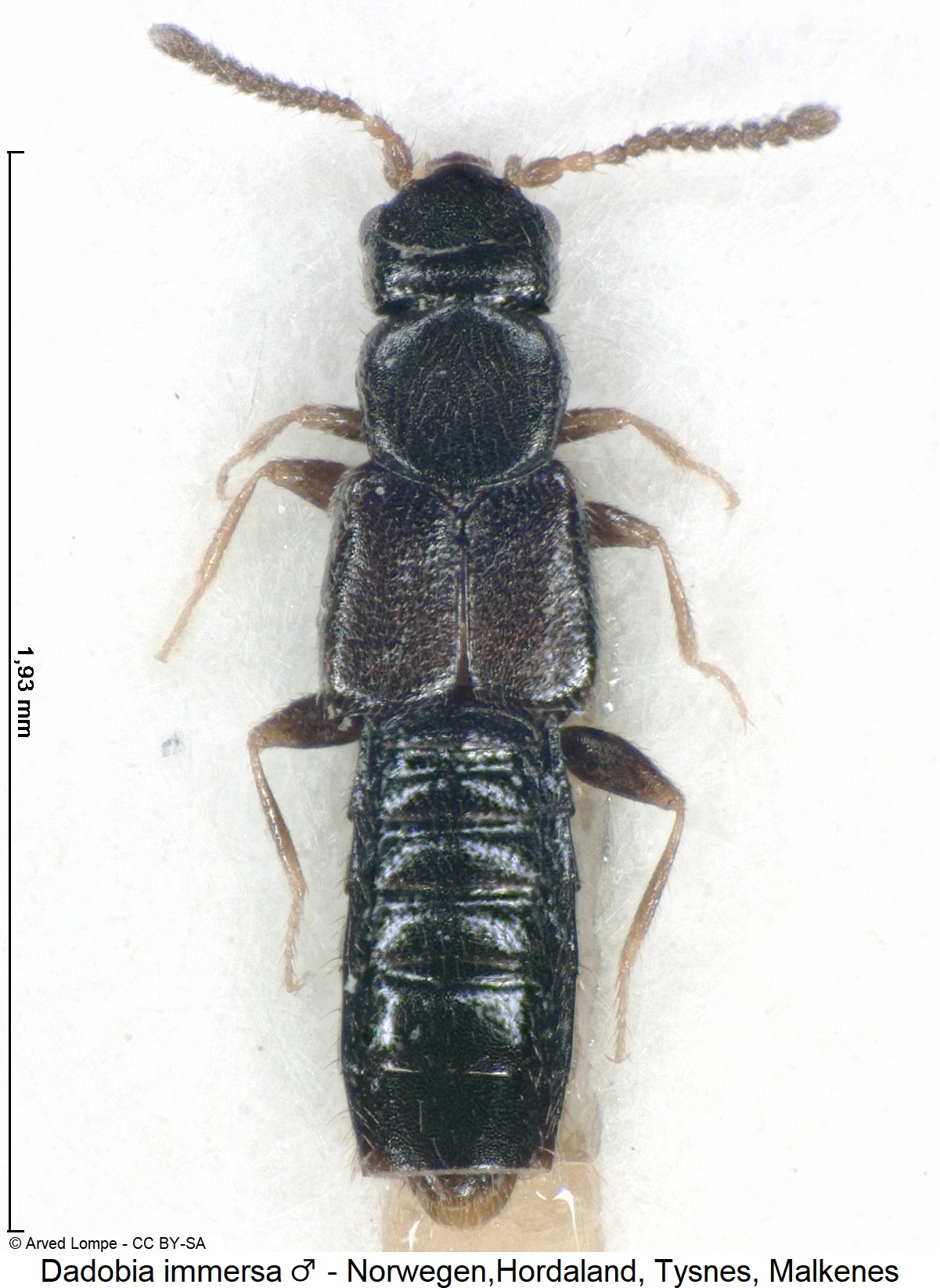 dadobia_immersa_m_ck5742_hab-1.jpg
