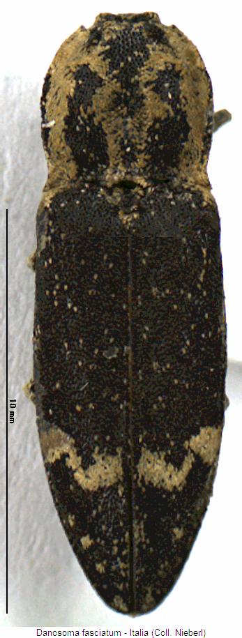 danosoma_fasciatum_hab.jpg