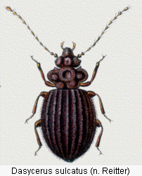 dasycerus_sulcatus_rtt.gif